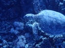 Echte Karettschildkröte (Eretmochelys imbricata)