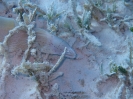 Graue Muräne (Gymnothorax pictus)