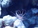 Pazifischer Rotfeuerfisch (Pterois volitans)