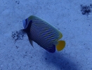 Imperator-Kaiserfisch (Pomacanthus imperator)