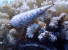 große Schraubenschnecke (Terebra Maculata)