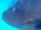Napoleon-Lippfisch  (Cheilinus undulatus) 