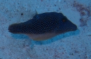 Perlenkrugfisch (Canthigaster margaritata)