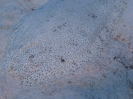 Arabische Seezunge (Solea elongata)