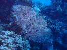 Riesenfächergorgonie(Annella mollis)