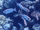 Riff-Großaugenbarsch (Priacanthus hamrur)