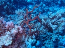 Roter Giftschwamm (Negombata magnifica)