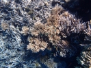 Kleinpolypige Steinkoralle (Acropora variabilis)