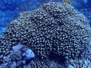 Kleinpolypige Steinkoralle (Pavona clavus)