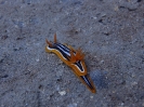 Pyjama Schnecke (Chromodoris quadricolor)