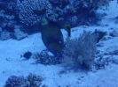 Titan Drückerfisch (Balistoides viridescens)
