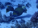 Titan Drückerfisch (Balistoides viridescens)
