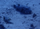 Gepunkteter Igelfisch (Diodon hystrix)