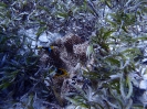 Teppichanemone  (Stichodactyla haddoni) mit Rotmeer-Anemonenfischen (Amphiprion bicinctus)