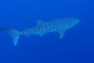 Walhai (Rhincodon typus)