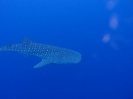 Walhai (Rhincodon typus)