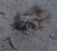 Einsiedlerkrebs (Calcinus latens)