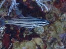 Fünflinien-Kardinalbarsch (Cheilodipterus quinquelineatus)