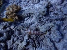 Gepunkteter Schlangenaal (Myrichthys maculosus)
