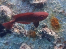 Gewöhnlicher Großaugenbarsch (Priacanthus hamrur)