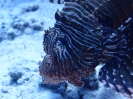 Pazifischer Rotfeuerfisch (Pterois volitans)