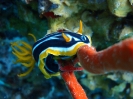 Pyjama Schnecke (Chromodoris quadricolor)