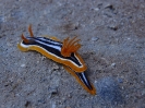 Pyjama Schnecke (Chromodoris quadricolor)