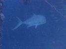 Querstreifen-Stachelmakrele (Carangoides ferdau)