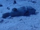 Gepunkteter Igelfisch (Diodon hystrix)