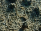Netz-Seenadel (Corythoichthys flavofasciatus)