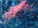 Weichkoralle(Scleronephthya sp.)