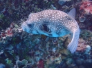 Weißflecken-Kugelfisch (Arothron hispidus)
