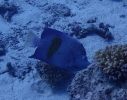 Arabischer Kaiserfisch (Pomacanthus maculosus)