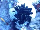 Schwarzer Federstern (Cenometra sp.)