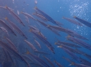 Gelbschwanz-Barrakudas (Sphyraena flavicauda)