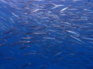 Gelbschwanz-Barrakudas (Sphyraena flavicauda)