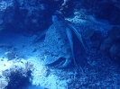 Echte Karettschildkröte (Eretmochelys imbricata) mit Gestreifter Schiffshalter (Echeneis naucrates)