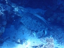 Echte Karettschildkröte (Eretmochelys imbricata) mit Gestreifter Schiffshalter (Echeneis naucrates)