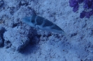 Kronen-Krugfisch (Canthigaster coronata)