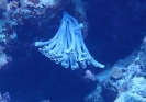 Siphonenschwamm (Siphonochalina siphonella)