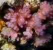 Kleinpolypige Steinkoralle (Pocillopora ankeli)