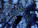 Steinkoralle (Polycyathus atlanticus)