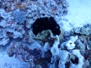 Schwarzer Federstern (Cenometra sp.)