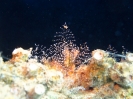 Filigrankoralle (Pennaria disticha)