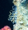 Filigrankoralle (Pennaria disticha)