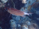 Großzahn Kardinalbarsch (Cheilodipterus macrodon)