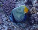 Imperator-Kaiserfisch (Pomacanthus imperator)
