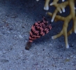 Indischer Röhrenwurm (Sabellastarte indica)