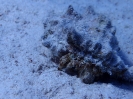 Einsiedlerkrebs (Calcinus latens)