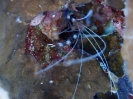 Gebänderte Scherengarnele (Stenopus hispidus)